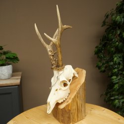 Roe deer antlers, weight 374 g; roe deer, approx. 10-point antlers; buck; roe deer antlers; antlers 609.107
