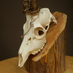 Roe deer antlers, weight 374 g; roe deer, approx. 10-point antlers; buck; roe deer antlers; antlers 609.107