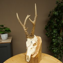 Roe deer antlers, weight 374 g; roe deer, approx. 10-point antlers; buck; roe deer antlers; antlers 609.107