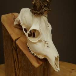 Roe deer antlers, weight 374 g; roe deer, approx. 10-point antlers; buck; roe deer antlers; antlers 609.107