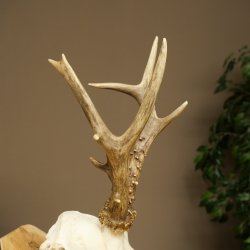 Roe deer antlers, weight 374 g; roe deer, approx. 10-point antlers; buck; roe deer antlers; antlers 609.107