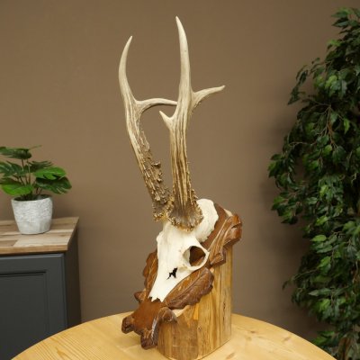 Roe Deer Antlers, Weight 390 g, Roe Deer Antlers, Buck, Carved Antlers on Trophy Shield 609.109
