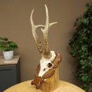 Roe Deer Antlers, Weight 390 g, Roe Deer Antlers, Buck, Carved Antlers on Trophy Shield 609.109