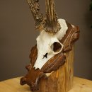 Roe Deer Antlers, Weight 390 g, Roe Deer Antlers, Buck, Carved Antlers on Trophy Shield 609.109
