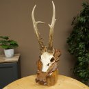 Roe Deer Antlers, Weight 390 g, Roe Deer Antlers, Buck, Carved Antlers on Trophy Shield 609.109