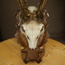 Roe Deer Antlers, Weight 390 g, Roe Deer Antlers, Buck, Carved Antlers on Trophy Shield 609.109