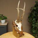 Roe Deer Antlers, Weight 390 g, Roe Deer Antlers, Buck, Carved Antlers on Trophy Shield 609.109