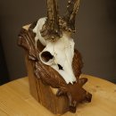 Roe Deer Antlers, Weight 390 g, Roe Deer Antlers, Buck, Carved Antlers on Trophy Shield 609.109