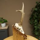 Roe Deer Antlers, Weight 390 g, Roe Deer Antlers, Buck, Carved Antlers on Trophy Shield 609.109