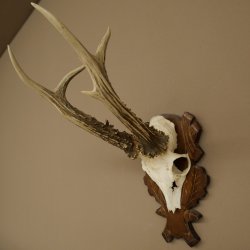 Roe Deer Antlers, Weight 390 g, Roe Deer Antlers, Buck, Carved Antlers on Trophy Shield 609.109