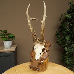 Roe Deer Antlers, Weight 390 g, Roe Deer Antlers, Buck, Carved Antlers on Trophy Shield 609.109