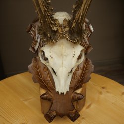 Roe Deer Antlers, Weight 390 g, Roe Deer Antlers, Buck, Carved Antlers on Trophy Shield 609.109