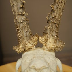 Roe Deer Antlers, Weight 390 g, Roe Deer Antlers, Buck, Carved Antlers on Trophy Shield 609.109