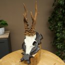 Corna di capriolo, peso 295 g, capriolo maschio, corna intagliate su targa da trofeo 609.110