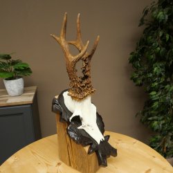 Corna di capriolo, peso 295 g, capriolo maschio, corna intagliate su targa da trofeo 609.110