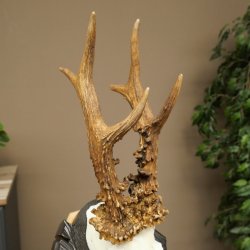 Corna di capriolo, peso 295 g, capriolo maschio, corna intagliate su targa da trofeo 609.110