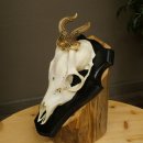 Capriolo maschio con corna intere, corna anomale, corna di capriolo su targa da trofeo 603.248