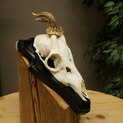 Capriolo maschio con corna intere, corna anomale, corna di capriolo su targa da trofeo 603.248
