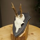 Cuernos de corzo, cuernos, astas, astas de corzo, astas, placa de trofeo 602.383