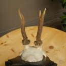 Cuernos de corzo, cuernos, astas, astas de corzo, astas, placa de trofeo 602.383
