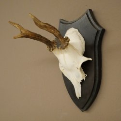 Cuernos de corzo, cuernos, astas, astas de corzo, astas, placa de trofeo 602.383