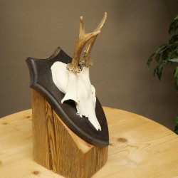 Cuernos de corzo, cuernos, astas, astas de corzo, astas, placa de trofeo 602.383