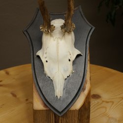 Cuernos de corzo, cuernos, astas, astas de corzo, astas, placa de trofeo 602.383