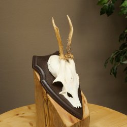 Cuernos de corzo, cuernos, astas, astas de corzo, astas, placa de trofeo 602.384