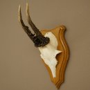 Cuernos de corzo, cuernos, astas, astas de corzo, astas, placa de trofeo 602.385