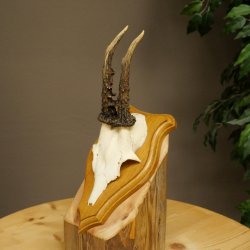 Cuernos de corzo, cuernos, astas, astas de corzo, astas, placa de trofeo 602.385