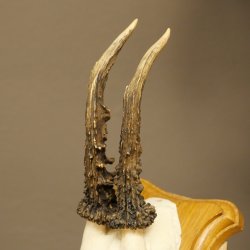 Cuernos de corzo, cuernos, astas, astas de corzo, astas, placa de trofeo 602.385