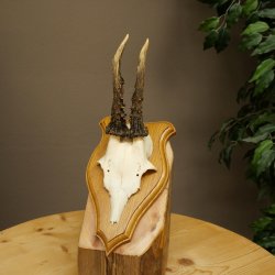 Cuernos de corzo, cuernos, astas, astas de corzo, astas, placa de trofeo 602.385