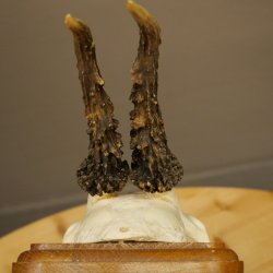 Cuernos de corzo, cuernos, astas, astas de corzo, astas, placa de trofeo 602.385