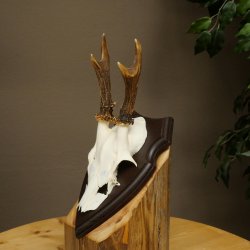 Cuernos de corzo, cuernos, astas, astas de corzo, astas, placa de trofeo 602.386