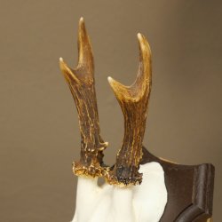 Cuernos de corzo, cuernos, astas, astas de corzo, astas, placa de trofeo 602.386