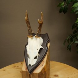 Cuernos de corzo, cuernos, astas, astas de corzo, astas, placa de trofeo 602.386