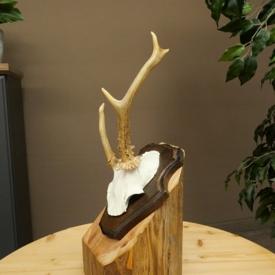 Cuernos de corzo, cuernos anómalos de corzo, astas, ramas de corzo, astas, placa de trofeo 602.387
