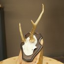 Cuernos de corzo, cuernos anómalos de corzo, astas, ramas de corzo, astas, placa de trofeo 602.387