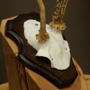 Cuernos de corzo, cuernos anómalos de corzo, astas, ramas de corzo, astas, placa de trofeo 602.387