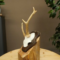 Cuernos de corzo, cuernos anómalos de corzo, astas, ramas de corzo, astas, placa de trofeo 602.387