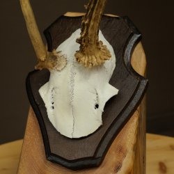 Cuernos de corzo, cuernos anómalos de corzo, astas, ramas de corzo, astas, placa de trofeo 602.387