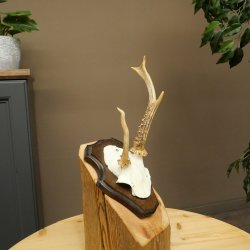 Cuernos de corzo, cuernos anómalos de corzo, astas, ramas de corzo, astas, placa de trofeo 602.387