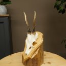 Cuernos de corzo, cuernos, astas, astas de corzo, astas, placa de trofeo 602.388