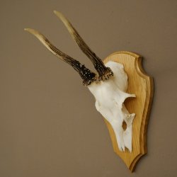 Cuernos de corzo, cuernos, astas, astas de corzo, astas, placa de trofeo 602.388