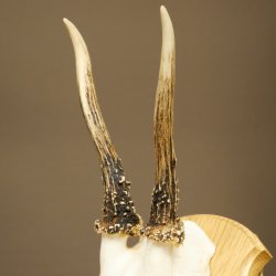 Cuernos de corzo, cuernos, astas, astas de corzo, astas, placa de trofeo 602.388