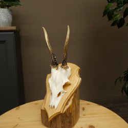 Cuernos de corzo, cuernos, astas, astas de corzo, astas, placa de trofeo 602.388