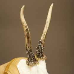 Cuernos de corzo, cuernos, astas, astas de corzo, astas, placa de trofeo 602.388
