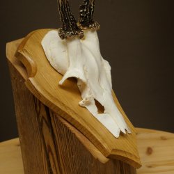 Cuernos de corzo, cuernos, astas, astas de corzo, astas, placa de trofeo 602.388
