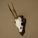 Reehoorn Reehoorns Hoorns Reestangen Stangen Trofeeschild 602.389