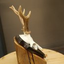 Cuernos de corzo, cuernos de ciervo, astas, astas de corzo, astas, placa de trofeo 602.390